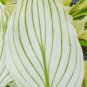 100 Pcs Bonsai Hosta Mixed Bonsai Jardin Perennials Lily Flower Pot White Lace
