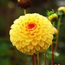 100 Pcs Dahlia Flower Dahlia Bonsai Charming Flower Plants High Germination