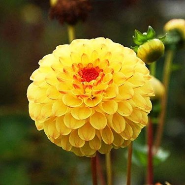 100 Pcs Dahlia Flower Dahlia Bonsai Charming Flower Plants High Germination