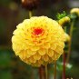 100 Pcs Dahlia Flower Dahlia Bonsai Charming Flower Plants High Germination