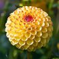 100 Pcs Dahlia Flower Dahlia Bonsai Charming Flower Plants High Germination