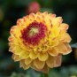 100 Pcs Dahlia Flower Dahlia Bonsai Charming Flower Plants High Germination