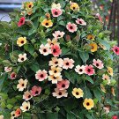 100 Pcs Climbing Flowers Black-Eyed Susan Bonsai Thunbergia Alata Flower
