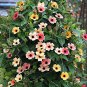 100 Pcs Climbing Flowers Black-Eyed Susan Bonsai Thunbergia Alata Flower