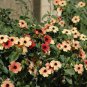 100 Pcs Climbing Flowers Black-Eyed Susan Bonsai Thunbergia Alata Flower