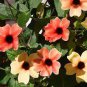 100 Pcs Climbing Flowers Black-Eyed Susan Bonsai Thunbergia Alata Flower