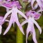 100 Pcs Naked Male Flower Seeds Garden Bonsai Rare Orchid Flower Seeds