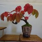 50 Pcs Parthenocissus quinquefolia,Virginia Creeper Bonsai Potted