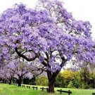 1000 Pcs Bonsai Paulownia Outdoor Royal Empress Flore Tree Plants