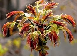 100 Pcs Organic Toona Sinensis Bonsai