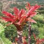 100 Pcs Organic Toona Sinensis Bonsai