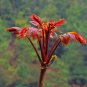 100 Pcs Organic Toona Sinensis Bonsai