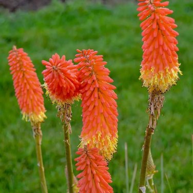 20 Pcs Kniphofia Flower red hot pokers-Plants Flower Home Garden