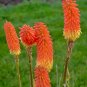20 Pcs Kniphofia Flower red hot pokers-Plants Flower Home Garden