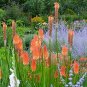 20 Pcs Kniphofia Flower red hot pokers-Plants Flower Home Garden