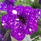 100 Pcs Rare Beautiful Petunia Flower Plants 100 Pcs Rare Beautiful Petunia Flower Plants