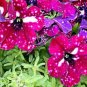 100 Pcs Rare Beautiful Petunia Flower Plants