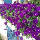 100 Pcs Torenia Fournieri Bonsai Amazing Flower Bonsai