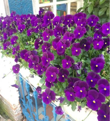 100 Pcs Torenia Fournieri Bonsai Amazing Flower Bonsai