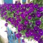 100 Pcs Torenia Fournieri Bonsai Amazing Flower Bonsai