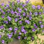 100 Pcs Torenia Fournieri Bonsai Amazing Flower Bonsai