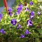 100 Pcs Torenia Fournieri Bonsai Amazing Flower Bonsai