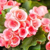 100 Pcs Colorful Begonia Bonsai, Mixed Color Rieger Begonias Flower