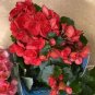 100 Pcs Colorful Begonia Bonsai, Mixed Color Rieger Begonias Flower