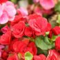100 Pcs Colorful Begonia Bonsai, Mixed Color Rieger Begonias Flower