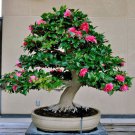 100 Pcs Hepatica Nolilis Bonsai Flower Beautiful Watch Bonsai Plants