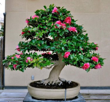 100 Pcs Hepatica Nolilis Bonsai Flower Beautiful Watch Bonsai Plants