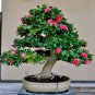 100 Pcs Hepatica Nolilis Bonsai Flower Beautiful Watch Bonsai Plants