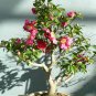 100 Pcs Hepatica Nolilis Bonsai Flower Beautiful Watch Bonsai Plants