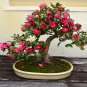 100 Pcs Hepatica Nolilis Bonsai Flower Beautiful Watch Bonsai Plants