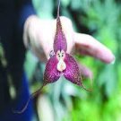 100 Pcs Unique Black Cymbidium Faberi Flower Bonsai Flowering Monkey Face Orchid