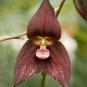 100 Pcs Unique Black Cymbidium Faberi Flower Bonsai Flowering Monkey Face Orchid