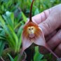 100 Pcs Unique Black Cymbidium Faberi Flower Bonsai Flowering Monkey Face Orchid