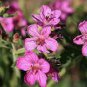30 Pcs Rare Blue Geranium Bonsai Perennial Rare Flower