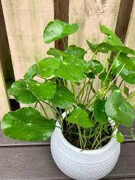 30 Pcs Hydrocotyle Vulgaris Aquatic Plants Money Grass Coins Grass Bonsai