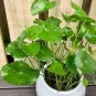 30 Pcs Hydrocotyle Vulgaris Aquatic Plants Money Grass Coins Grass Bonsai