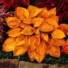 100 Pcs Beautiful Hosta Bonsai Plants, Perennials Lily Flower Shade Hosta Flower Grass