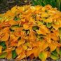 100 Pcs Beautiful Hosta Bonsai Plants, Perennials Lily Flower Shade Hosta Flower Grass