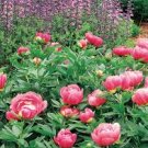 10 Pcs Chinese Rare and Precious Species of Blue Peony Flower Bonsai