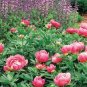 10 Pcs Chinese Rare and Precious Species of Blue Peony Flower Bonsai