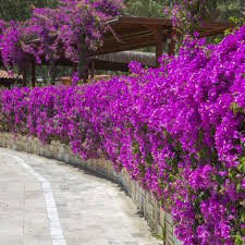 100 Pcs Climbing Bougainvillea Spectabilis Willd Bonsai Plant Flower Bougainvillea Tree Plants