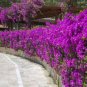 100 Pcs Climbing Bougainvillea Spectabilis Willd Bonsai Plant Flower Bougainvillea Tree Plants