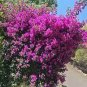 100 Pcs Climbing Bougainvillea Spectabilis Willd Bonsai Plant Flower Bougainvillea Tree Plants