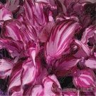 100 Pcs Mixed Hosta Bonsai Jardin Perennials Lily Flower Pot Bonsai White Lace