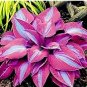100 Pcs Mixed Hosta Bonsai Jardin Perennials Lily Flower Pot Bonsai White Lace
