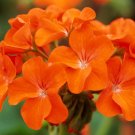 10 Pcs Geranium 'Orange Parfait' Orange Perennial Flowers Seed 10 Pcs Geranium 'Orange Parfait' Orange Perennial Flowers Seed